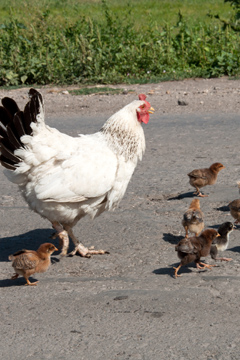 The Unforgettable Lesson I Learned From a Chicken