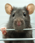 Pest Control Pest Control