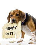 The Dog Ate My Homework The Dog Ate My Homework